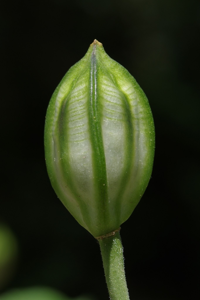 Capsule of A. oreophilum