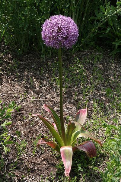 Allium Plant