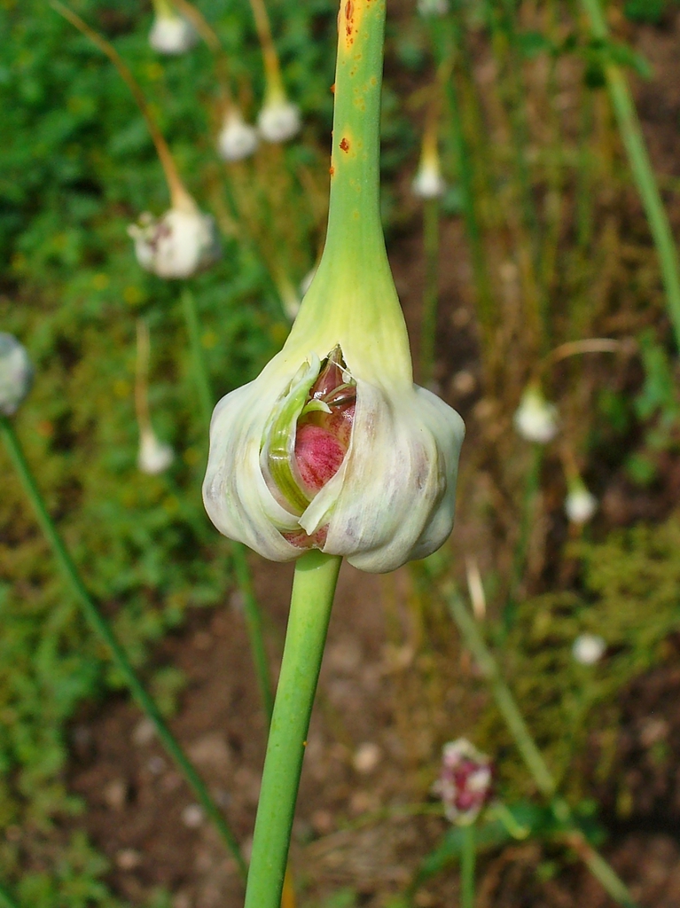 garlic