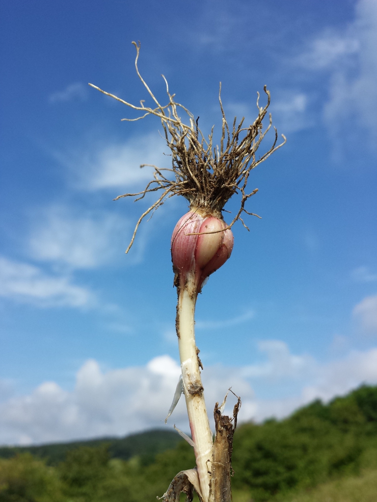 roots of garlic