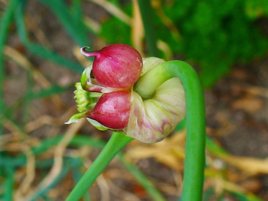 garlic