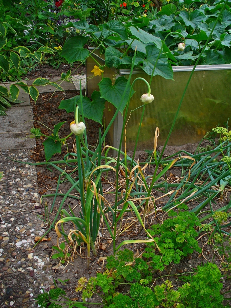 garlic