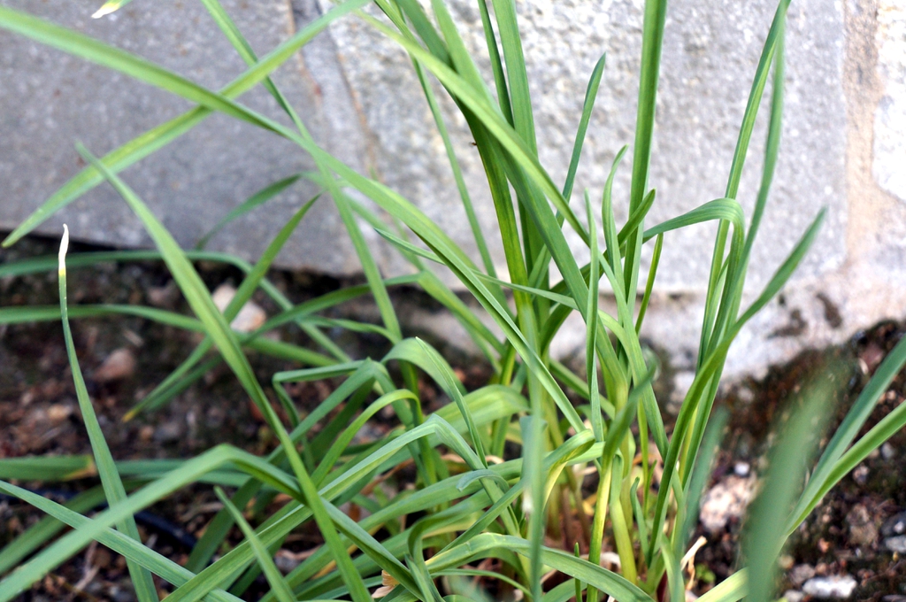 leaves on a garlic
