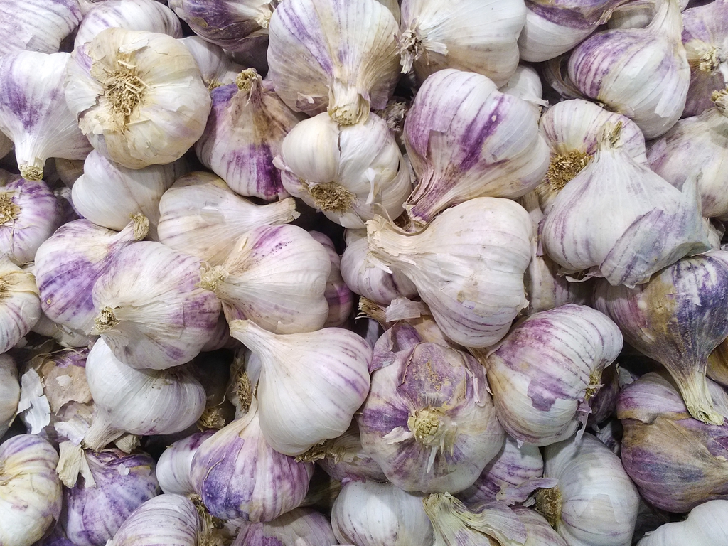 garlic
