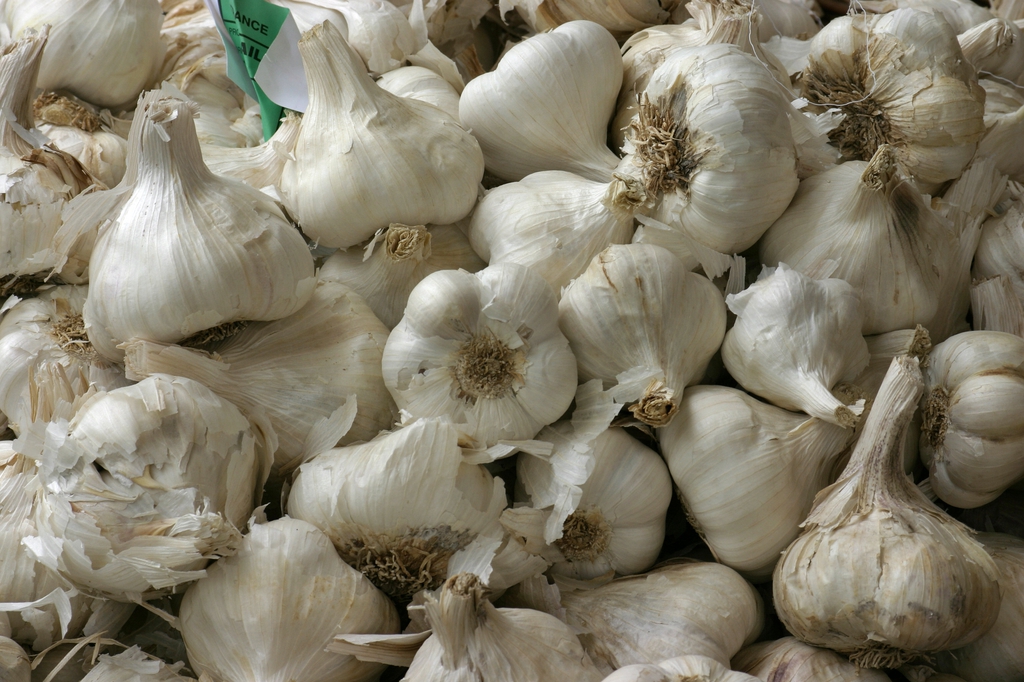 garlic