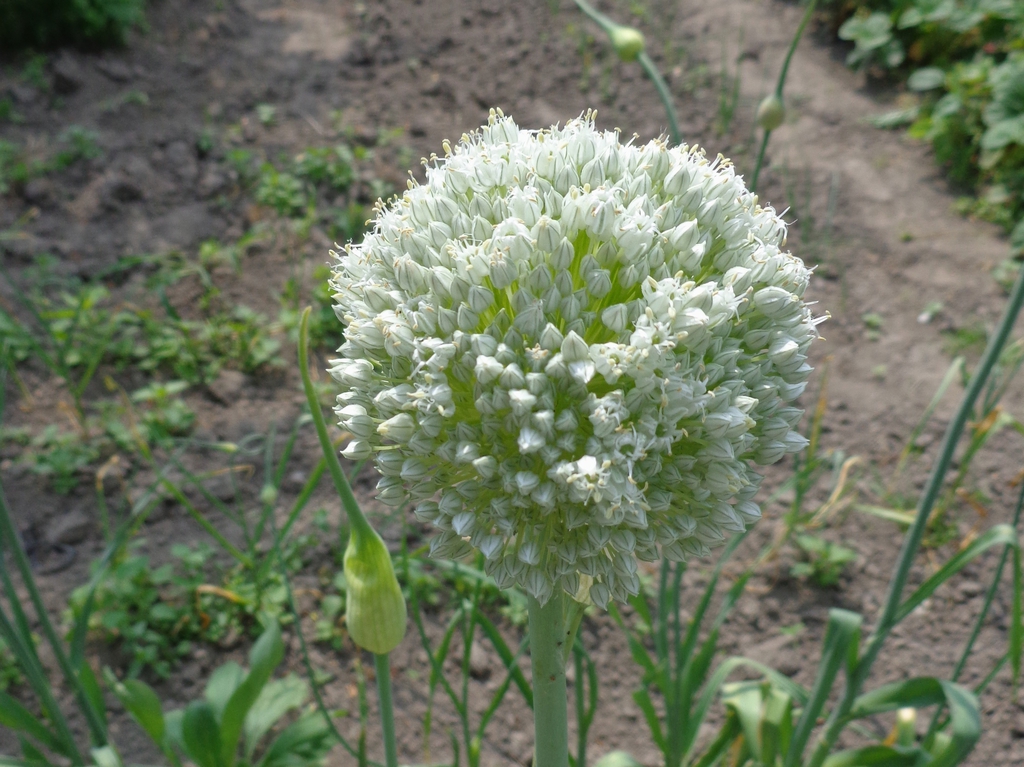 garlic