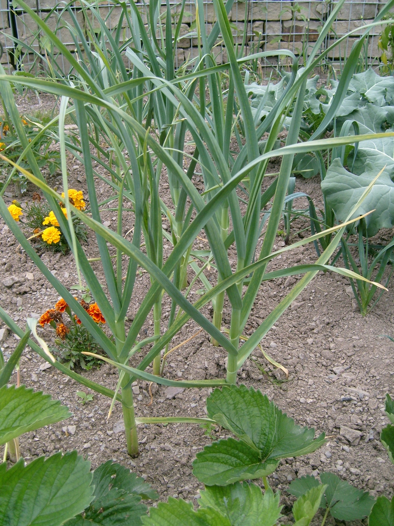 garlic in the garden