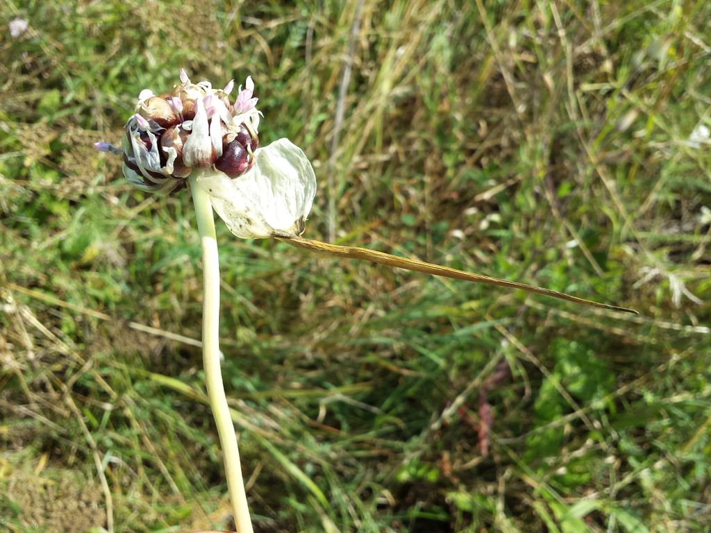 garlic inflorescence