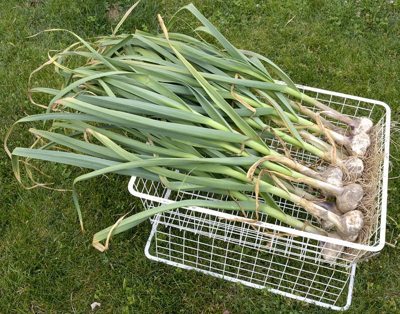 A wire basket of harvested garlic plants with leaves & roots.