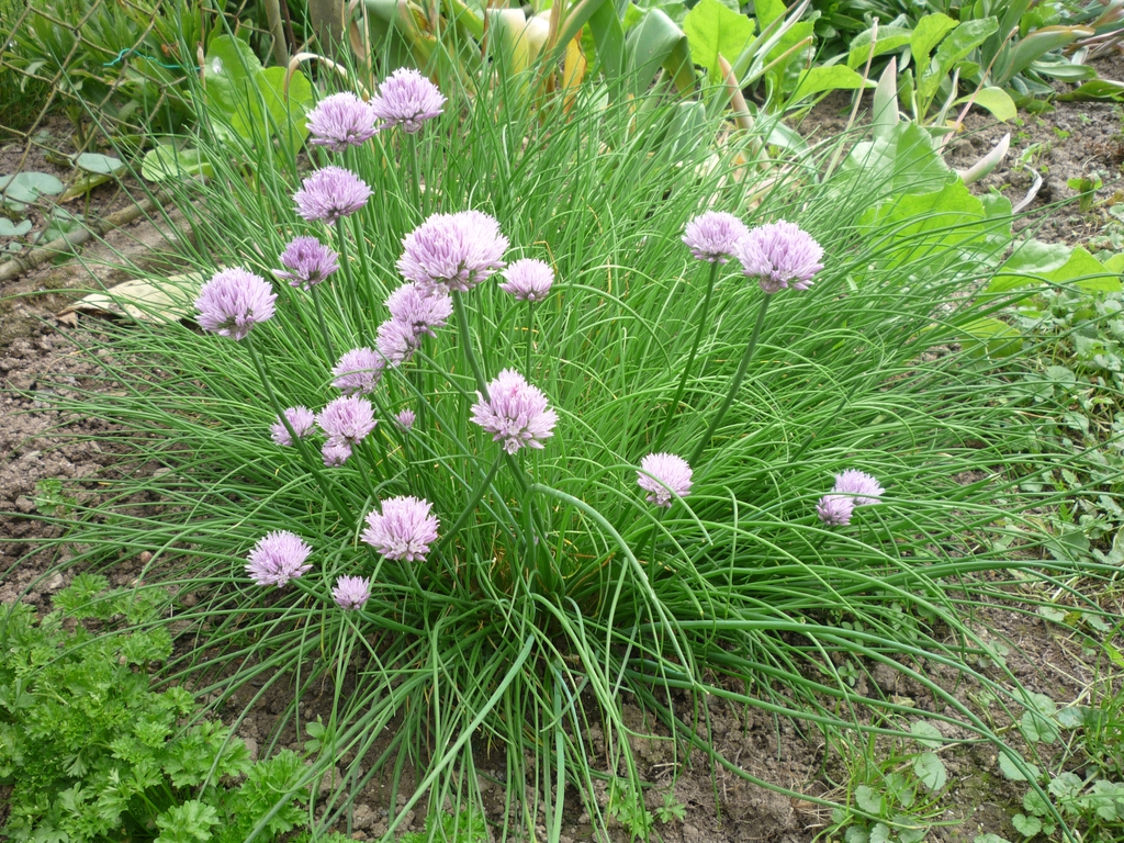 Allium schoenoprasum