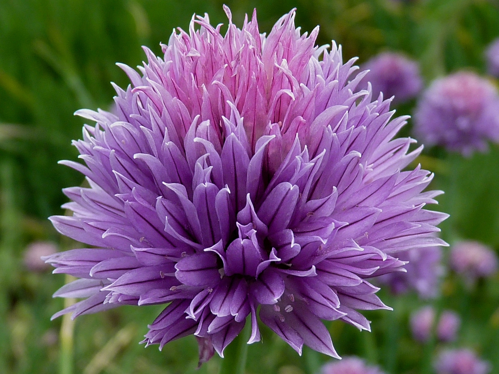 Allium schoenoprasum
