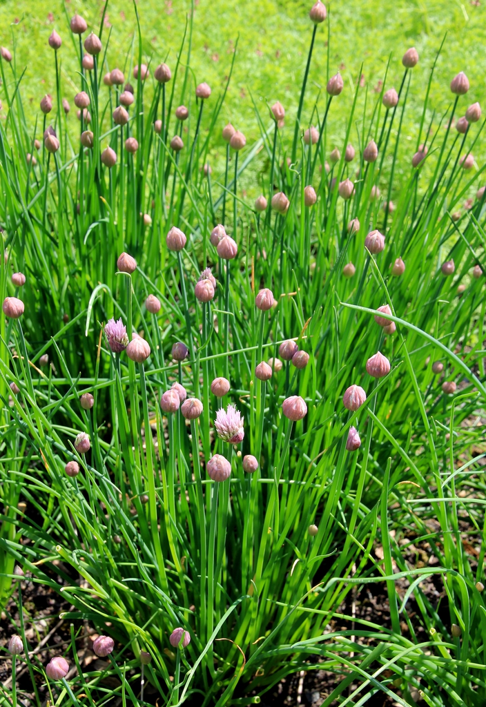 Allium schoenoprasum