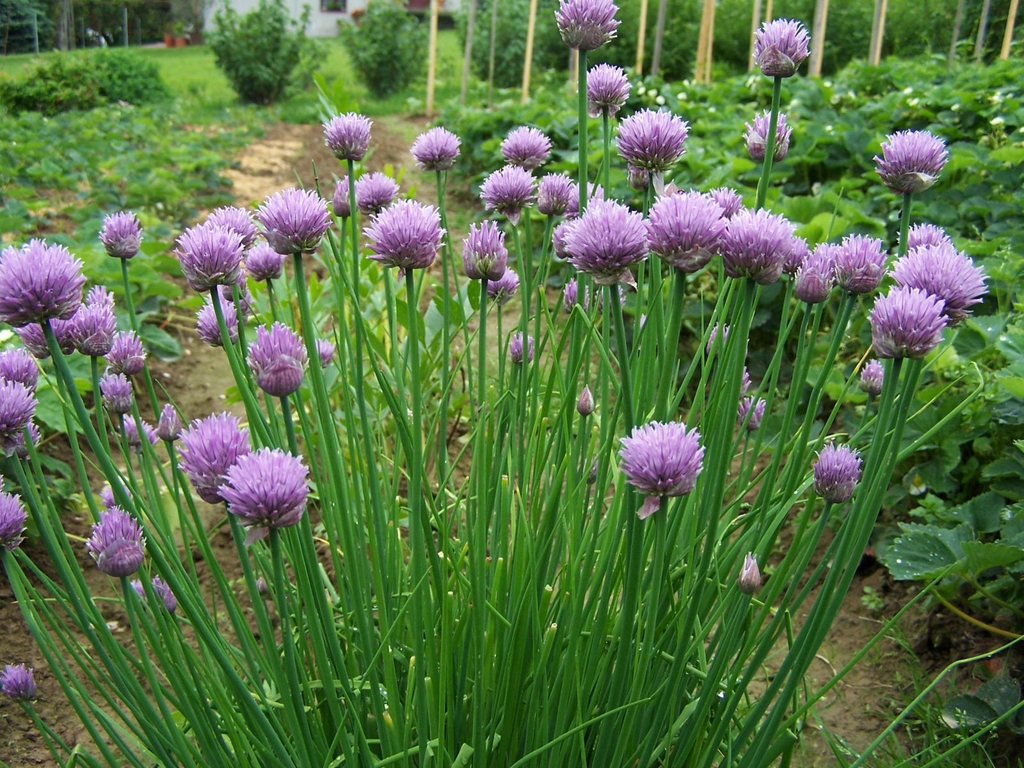 Form