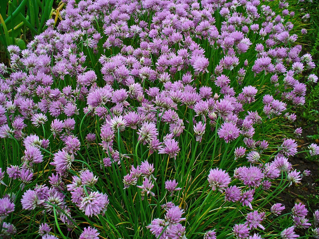 Form