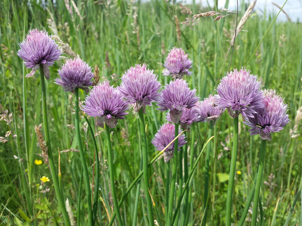 Allium schoenoprasum