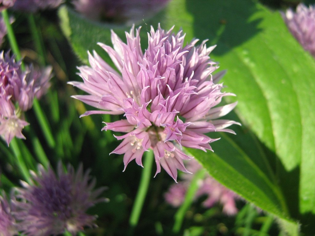 Flower