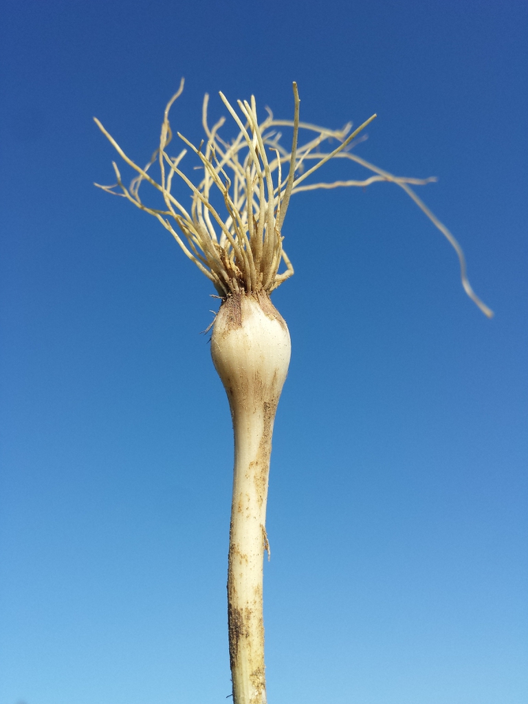 Bulb