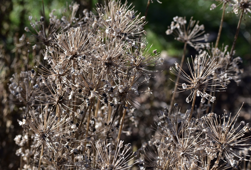 Allium tuberosum