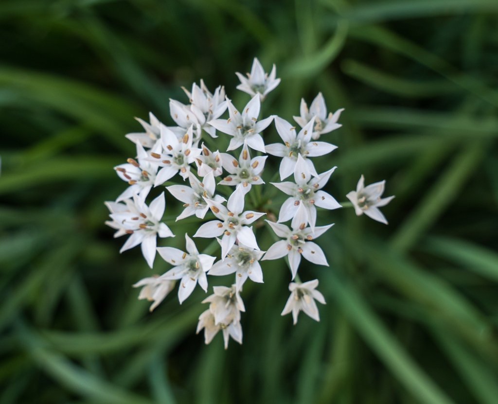 tiny star like flowers