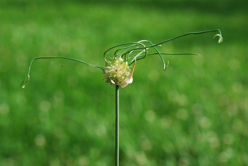 Bulbils (Guilford County, NC)-Late Spring