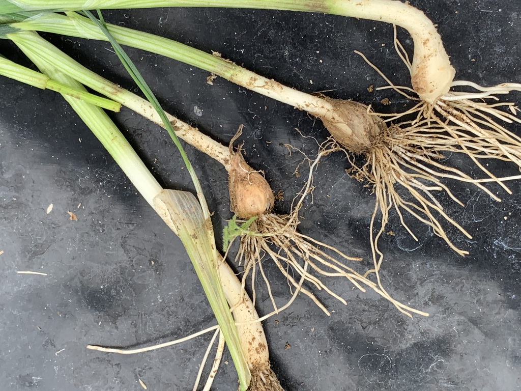 Bulbs and roots
