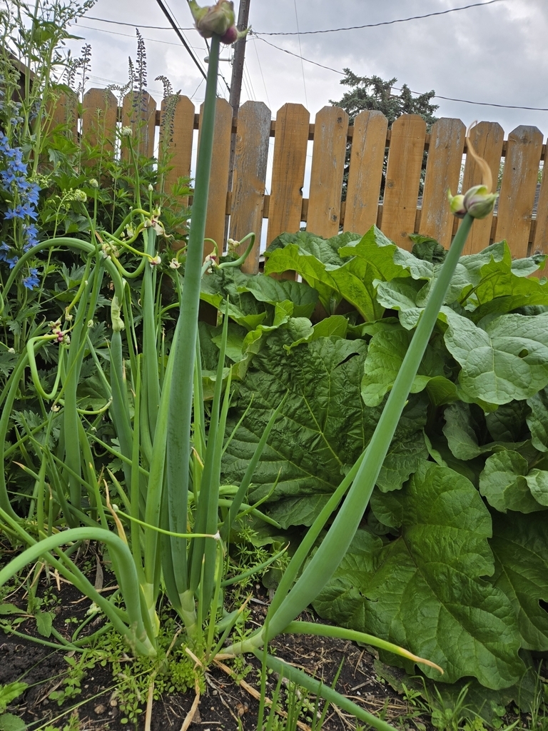 Green leaves and stems