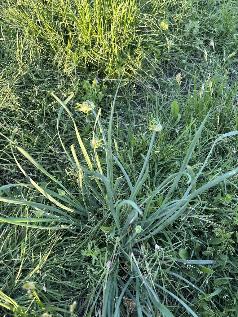 Clump of green leaves with bulbets forming at the top of stems