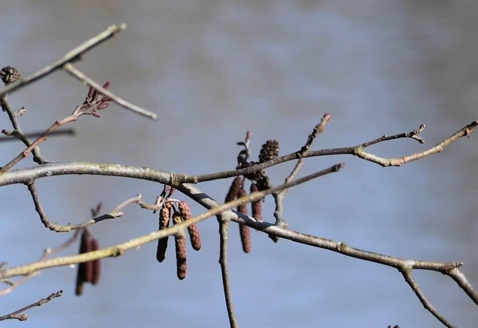 Alnus glutinosa