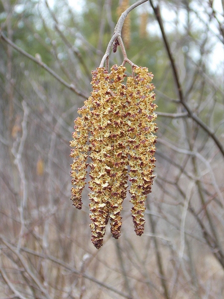 Yellowish dangling catkins