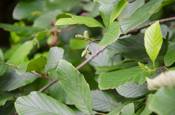 Green leaves