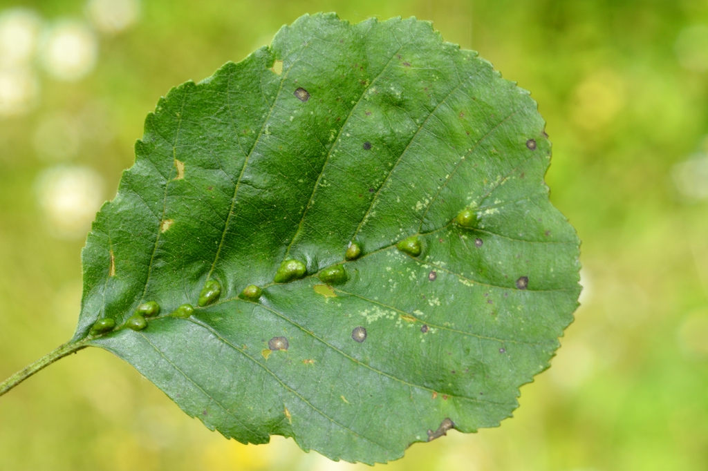 Leaf wwith Aceria nalepai