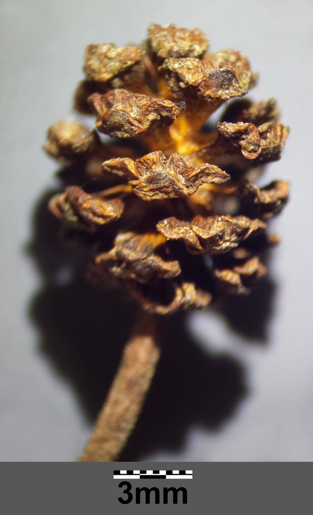 Cone-like structure