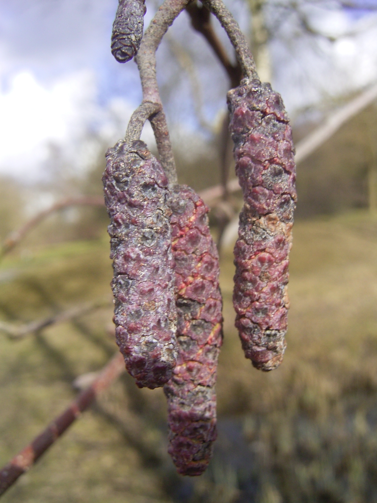 Male catkins