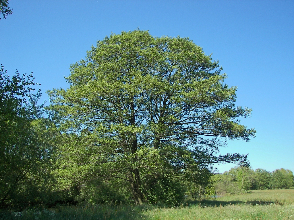 Form
