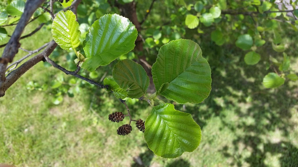Leaf and cones