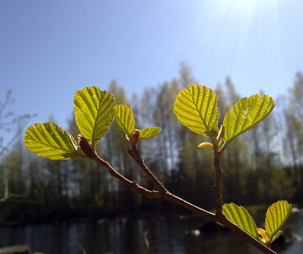 Leaves budding