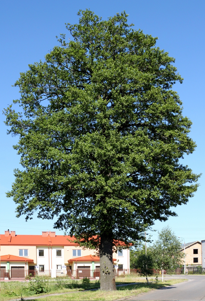 Form