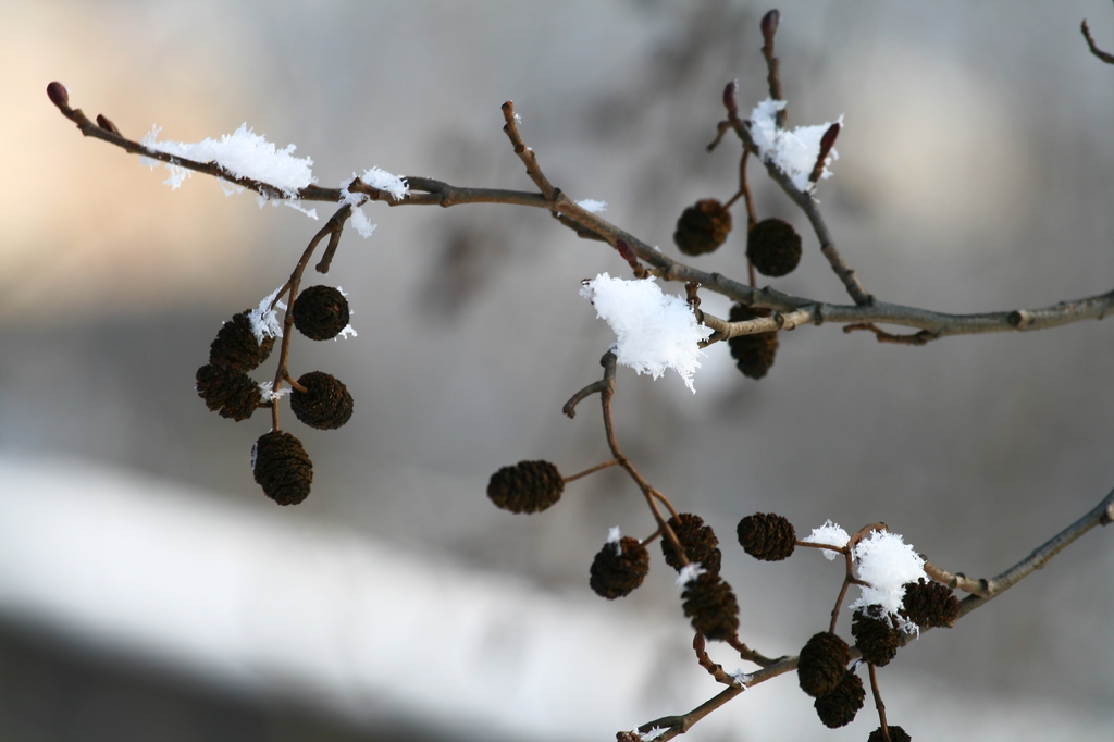 Winter cone-like structure