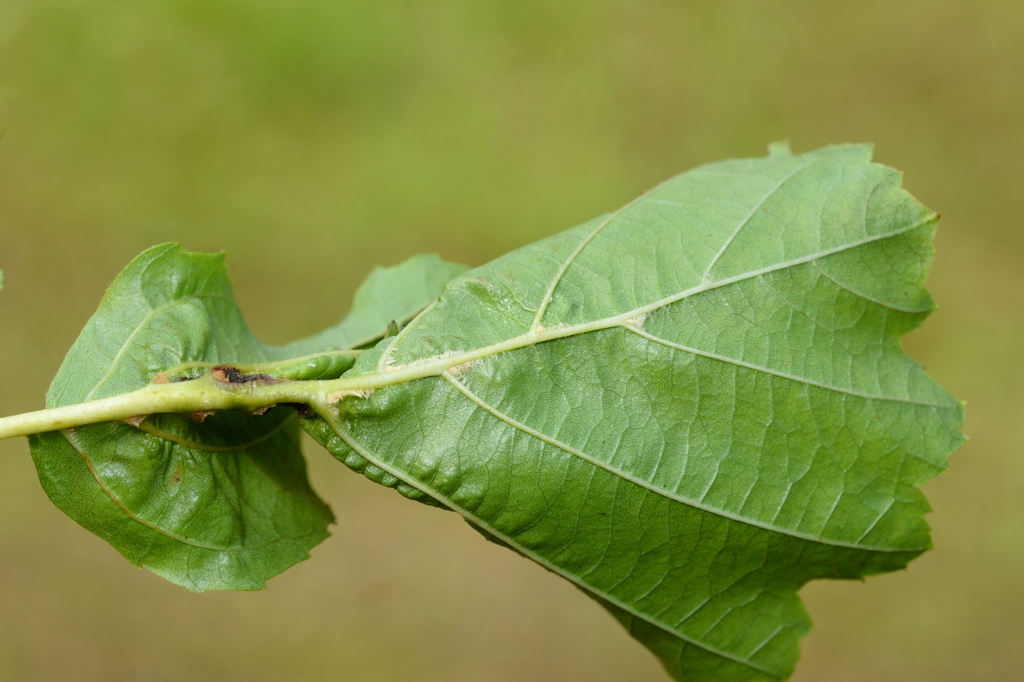 Leaf wwith Dasineura tortilis