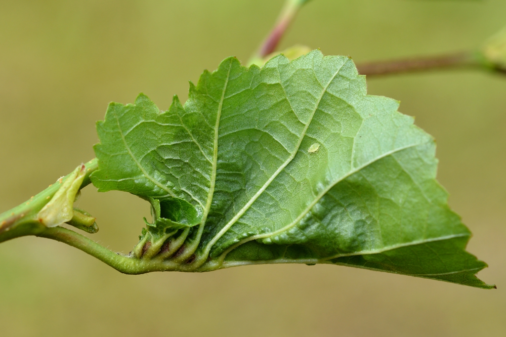 Alnus glutinosa (with Dasineura tortilis)