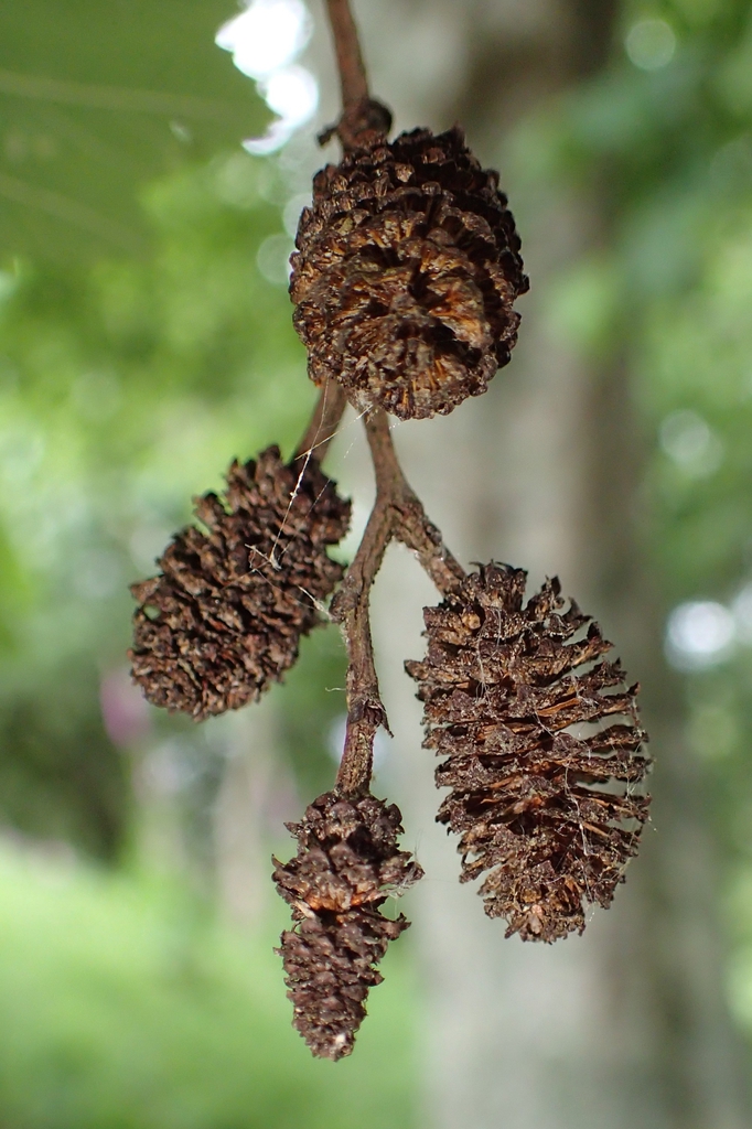 Brown dangling pinecones