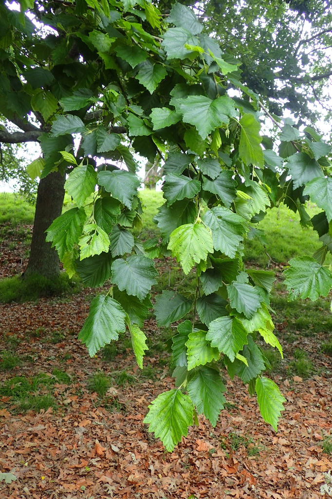 Green leaves on branches