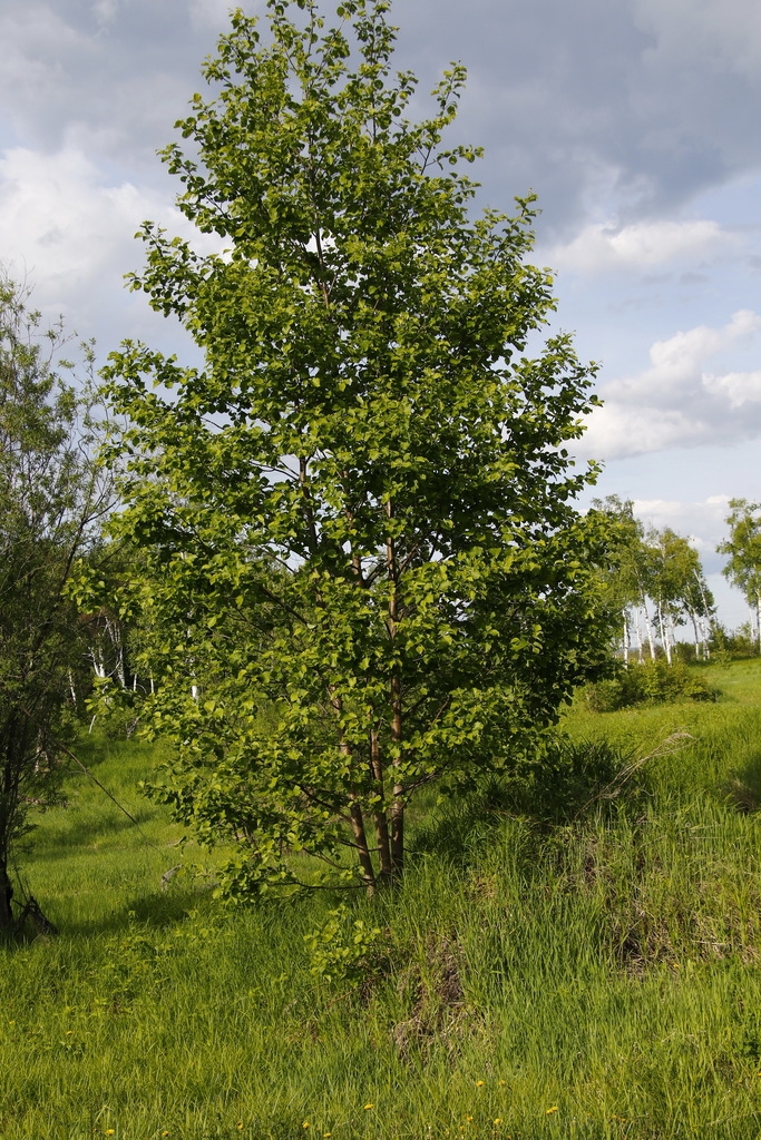 Form of the tree