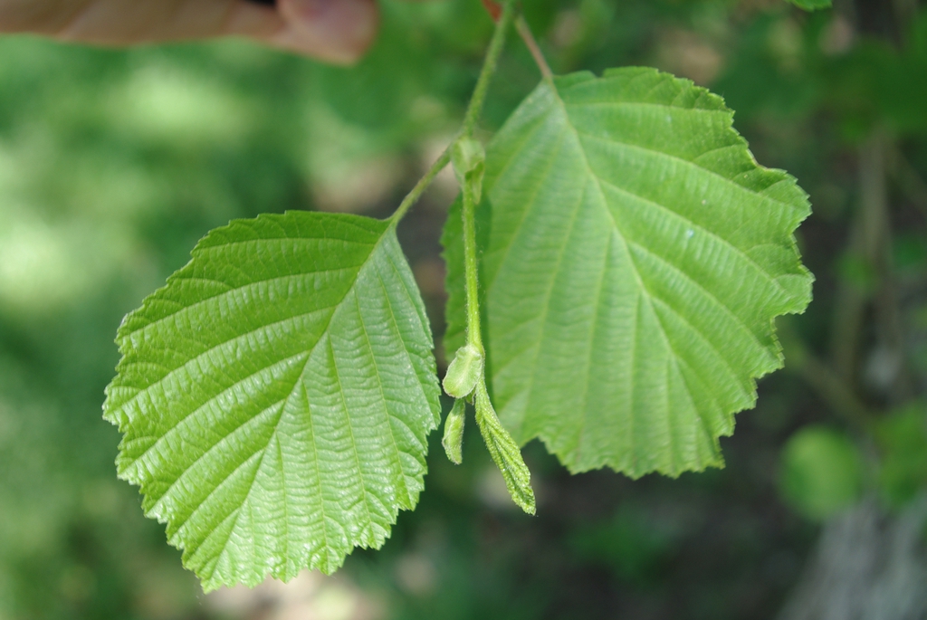 Leaf close up