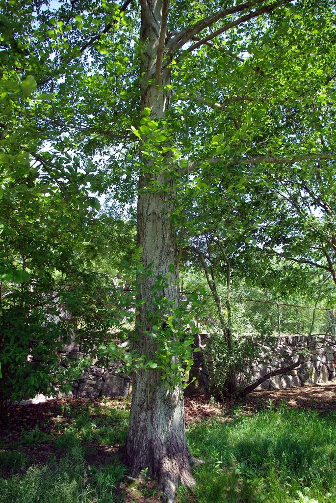 Form of the tree
