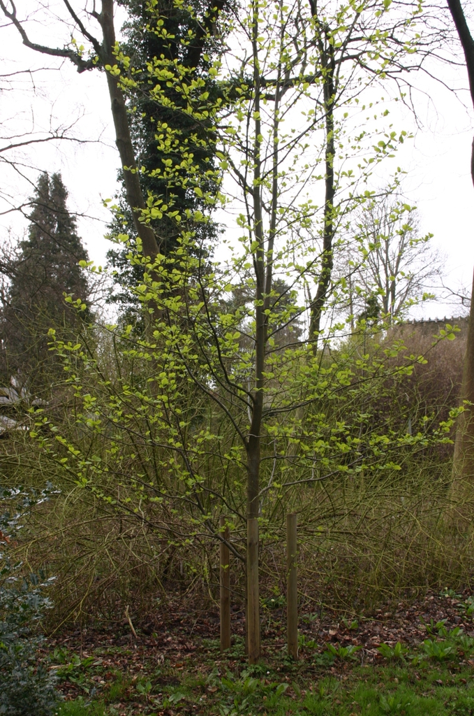 Form of the tree