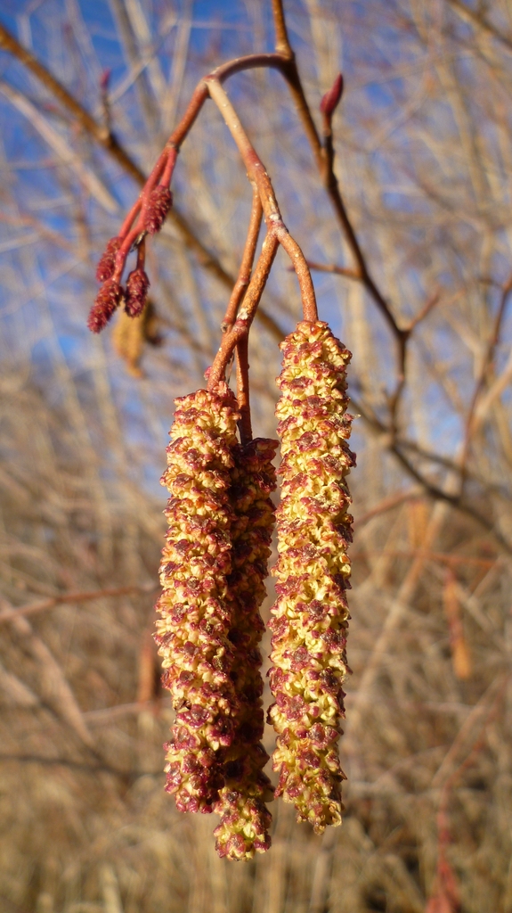 Longer males catkins with shorter females ones above