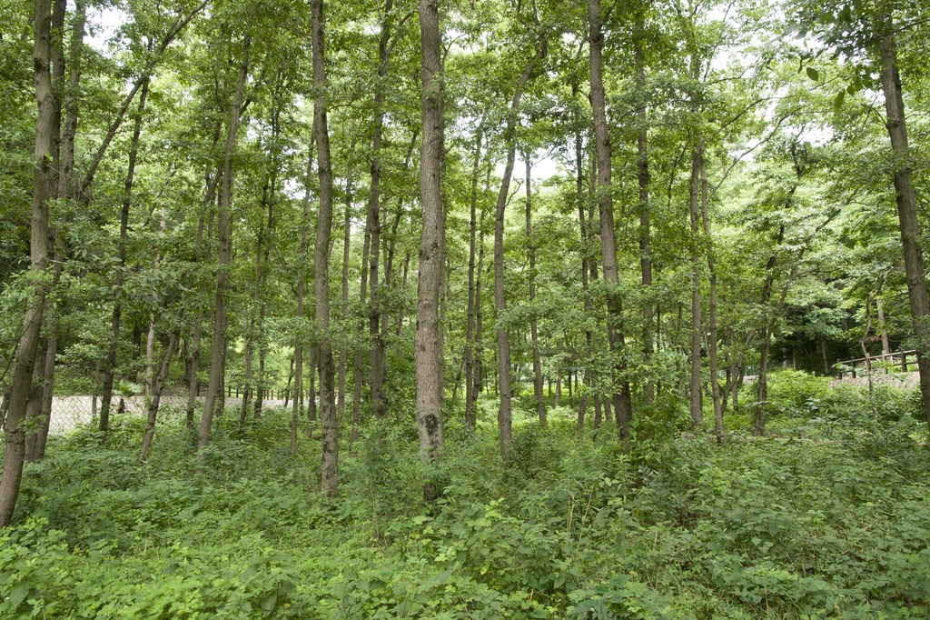 Trees