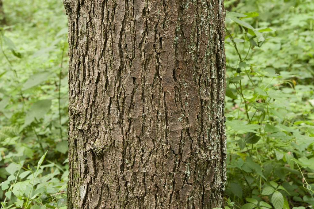 Bark