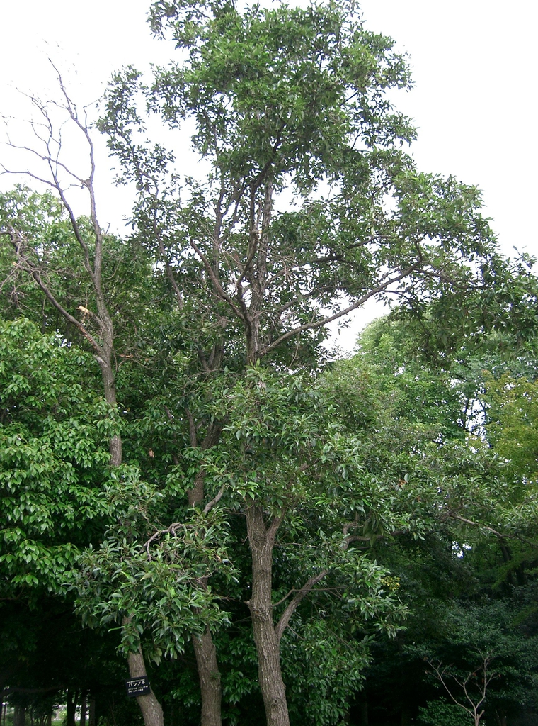 Form